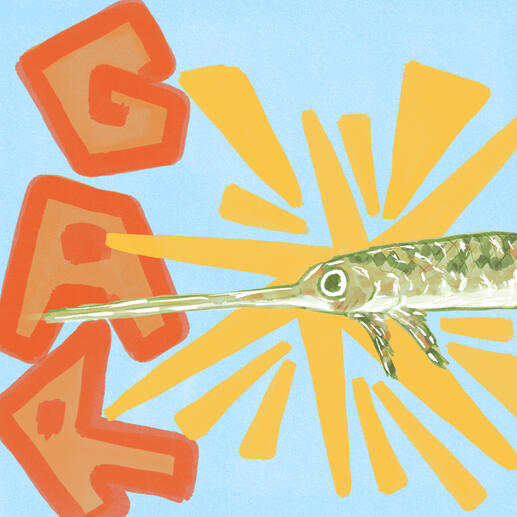 Gar bicudo